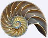 a nautilus shell